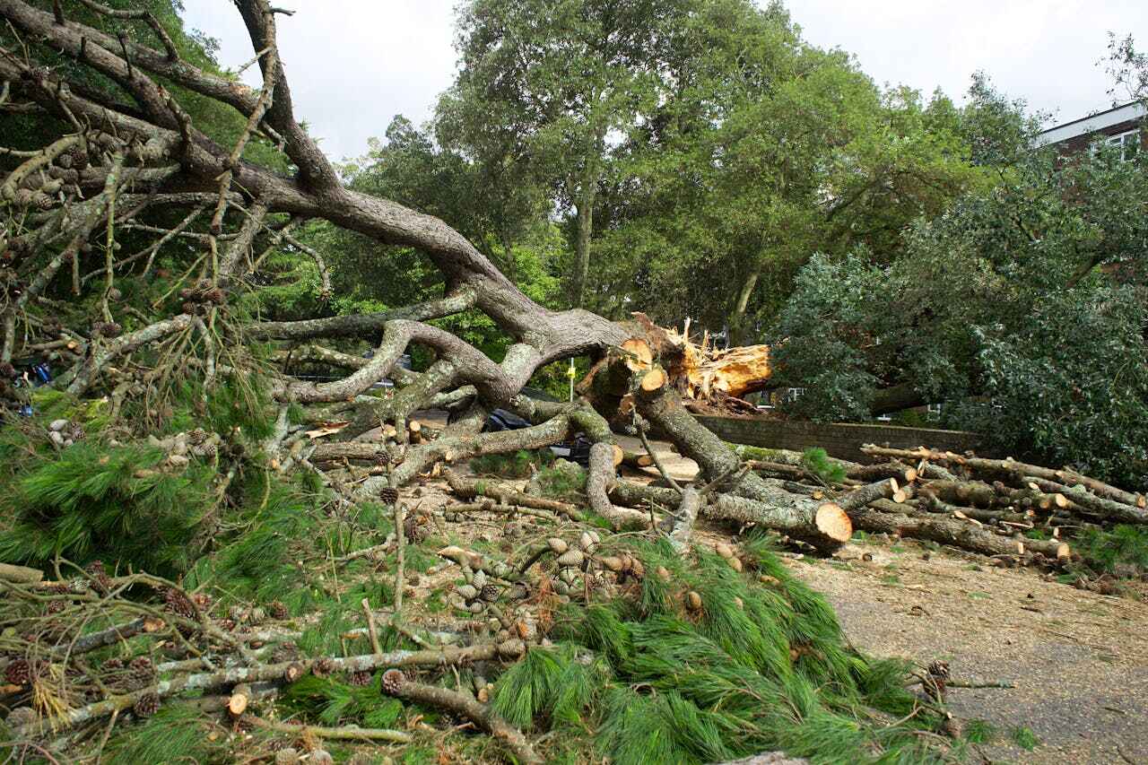 Elberton, GA Tree Service Company